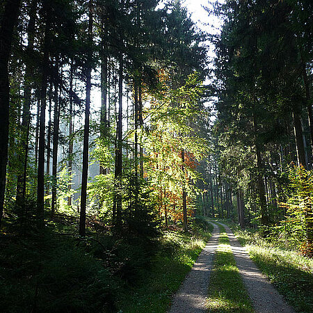 Waldweg an einem sonnigen Tag, die Sonne scheint durhc das Blätterdach auf den unbefestigten Waldweg.